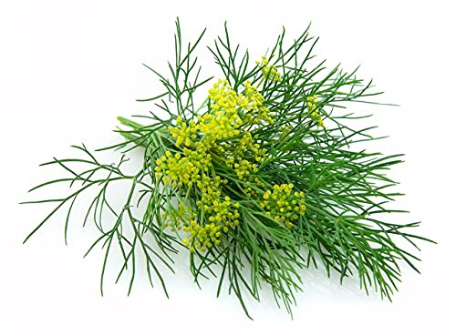 Green Leaf Fennel Seeds Grosfruchtiger, Non-Bulbing Herb Fennel Seeds for Planting, Aromatic Feathery Fronds, Flavorful Seeds, Pollinator Friendly Garden Herb, Non-GMO