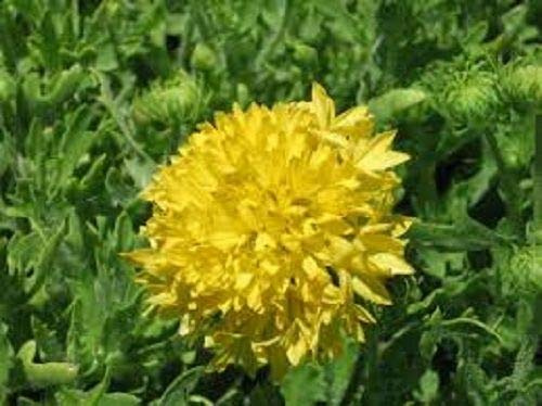 30 + Samen/Pack Gaillardia Yellow Plume Blumensamen/Selten Angeboten Mehrjährige Gartendekoration Bonsai Blumensamen