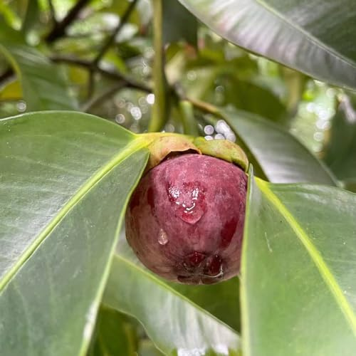 Semi di mangostano - per giardinieri vecchie varietà da frutto colonnari frutto colonnare da colonnari nani, resistenti semi di comprare esotico 30pcs
