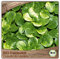 Samenliebe BIO Feldsalat Samen Coquille de Louviers nussiger Winterfeldsalat knackiger Salat grün 1,5g samenfestes Gemüse Saatgut für Gewächshaus Freiland und Balkon BIO Gemüsesamen winterhart