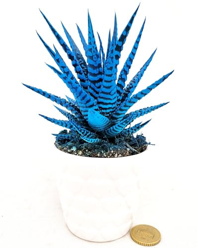 POWERS TO FLOWERS - HAWORTIA BIG BENG ALBA COLOR LIFE BLU ÌN VASO CERAMICA CUORI, ECHEVERIA, CACTUS, Piante vere