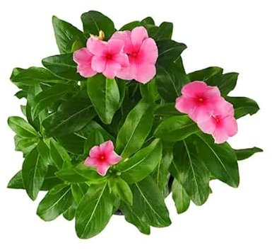 Adelfilla Natural Vinca Major - Flor Rastrera Ideal para Decorar tu Terraza