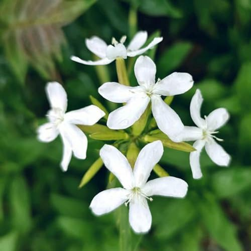 semillas de saponaria - variedades antiguas resistentes primavera elevados interior balcón 100pcs