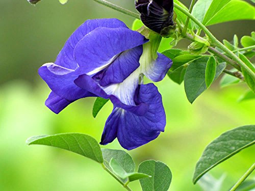 Lot de 10 graines de pois / légume (Fabaceae) papillon (clitoria ternatea)