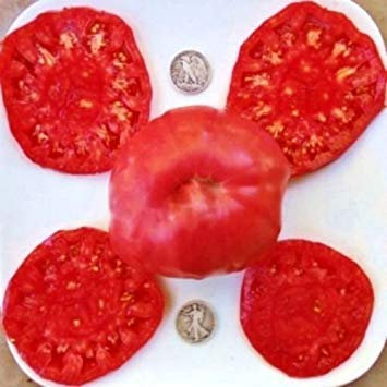 SwansGreen 50/Sac blanc Bonsai Fleurs de bégonia Begonia Cire graines - annuelle fleurs - Crabapple pour les paniers suspendus