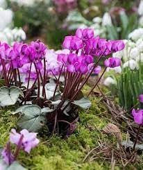 100 pièces de graines de fleurs de cyclamen