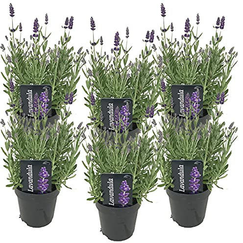 Bloomique - Set de 6 - Lavandula angustifolia - Lavanda - Plantas de jardín - Resistente al frío - Altura 20-25 cm - Maceta 12 cm
