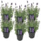 6x Lavandula angustifolia 'Ardèche' - Lavanda - Arbusto - Resistente - ⌀12 cm - 20-25 cm