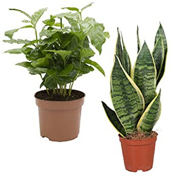 Planta del Café Coffea Arabica y Sansevieria Pack de Dos Plantas Vivas para el Hogar
