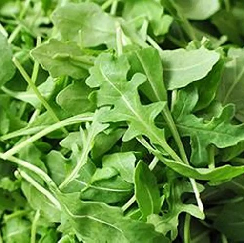 Earthcare Seeds Arugula Slow Bolt 1000 Seeds (Eruca Sativa) Heirloom - Open Pollinated
