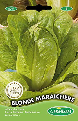 Germisem Bindesalat BLONDE MARAICHERE