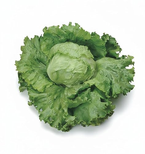 Semi Lattuga Great Lakes 118 6g | Lattuga Iceberg Croccante | Semi Alta Germinazione | Varietà Resistente e Produttiva | Ideali per Orto, Vaso e Serra | Semi Professionali Multiseme