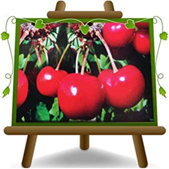 EURO PLANTS VIVAI Ciliegio Dolce Lapins - Pianta da Frutto su Vaso ø 24/26 cm - Altezza 160~180 cm- Età 4 Anni