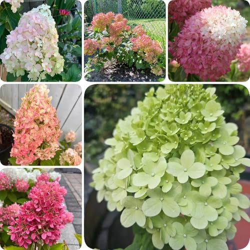 350 pcs Rispenhortensie Samen herbstblumen samen zimmerpflanzen Hydrangea Paniculata bienenweide topfpflanzen für draußen outdoor pflanzen winterharte stauden mehrjährig deko büro