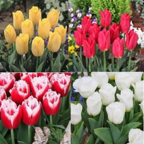 Tulip Bulbs Excellent Display Indoor Perennial,Tulip Tubers UK,Flowering Rhizome,Tulip Bulbs Mix,Greening Flower,Balcony Garden Bulbs.-5Bulbs-B