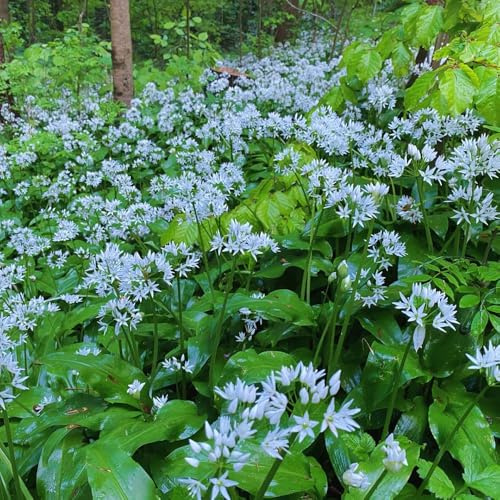 semillas de ajo silvestre organicas - cobertura del suelo resistentes jardín perennes 200pcs