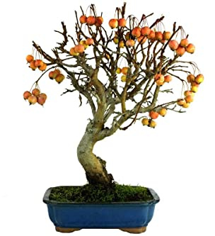 Bonsái Malus PREMIUM Bonsái de Origen Mediterráneo Manzano Frutas en Temporada