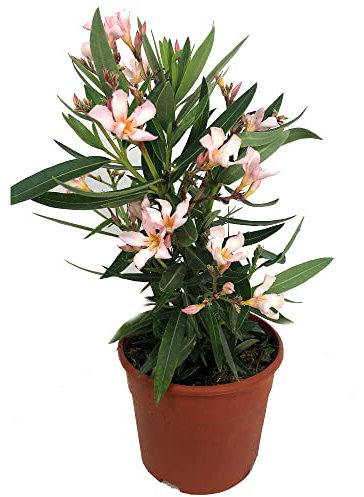 Adelfa Rosa Natural Árbol de Exterior Resistente