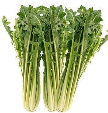 Seedeo® Zichoriensalat Catalogna Aurelia TT (Cichorium intybus L.) ca. 80 Samen BIO