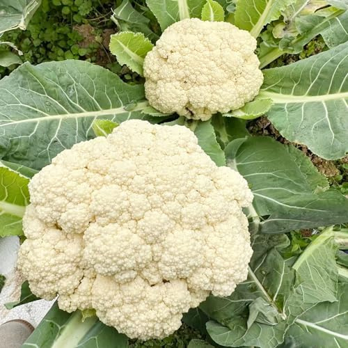 semi di cavolfiore cucina semi decorazione ufficio riverdimento tetti Letti elevati giardino 180pcs