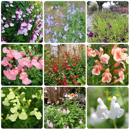 salvia - Salvia greggii - de de silvestres semillas silvestres jardín resistentes, jardín, semillas orgánicas primaveras 700semillas