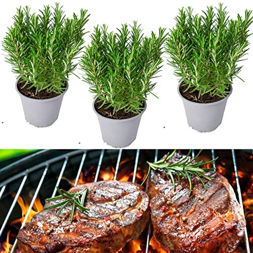 3 x Rosemary Barbeque in 9cm Pots - Fresh Rosemary BBQ Plants - Rosmarinus Officinalis Fresh Herbs to Flavour Your Barbecues (Environment Friendly Packaging)