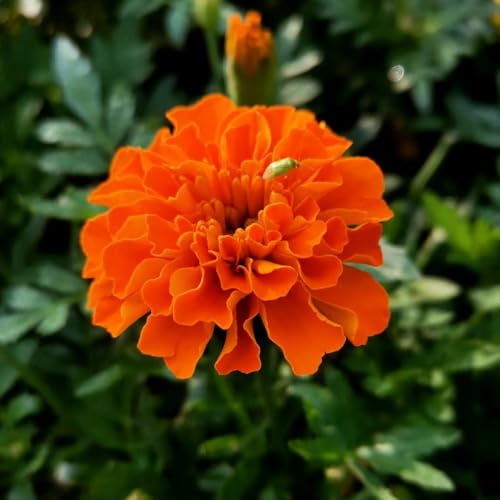 semi di tagetes perenni - calendula, resistenti all'esterno, primaverili di tagetes calendula biologici, campo, aiuole 100pcs