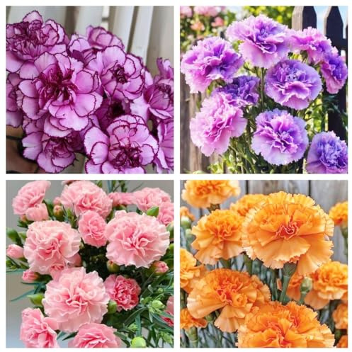 900pcs Fragrant Carnation Dianthus Seeds for Planting – Hardy Perennial & Biennial Flower Long-Lasting Blooms for Garden Beds, Borders & Floral Arrangements