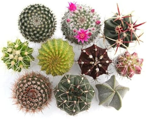 Cactus Naturales | DECOALIVE | Pack de 5 Plantas Diferentes | Cactus Plantas Crasas