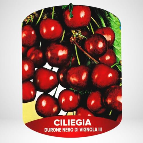 Vivai Lavermicocca Ciliegio durone nero Vignola vaso ø 26 h.180, frutta, pianta vera, pianta xl, albero da frutto, prunus avium