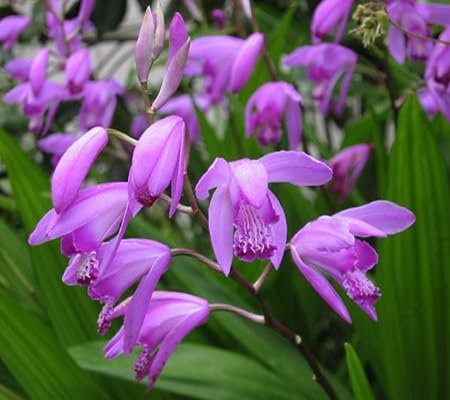 100 graines de fleurs de Bletilla