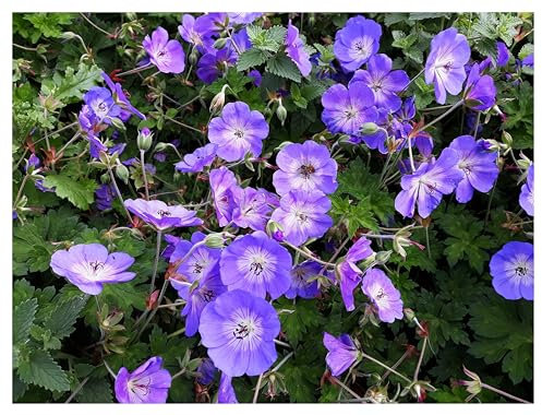 Stauden Gänge 10 x Geranium 'Rozanne ®' im 1 Liter Topf (Winterhart/Stauden/Staude/Mehrjährig/Bodendecker) Storchschnabel - Farbenpracht von Frühling bis zum ersten Frost - Dauerblüher