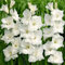 CHTING 10 Pezzi Bianco Gladiolo Bulbi Fiori Perenni Per Piantare Giardini All'aperto Forte Adattabilità Crescita Rapida Adatto Per Principianti