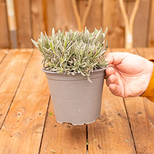 English Lavender - Fragrant Garden Plant | Culinary Kitchen Fresh Aromatherapy Herbs Easy to Grow Your Own | Anti-Anxiety Calming Scent & Pollinator Friendly