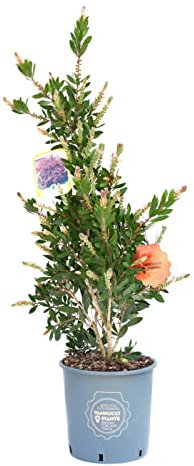 Vannucci Piante - Callistemo, Pianta da terrazzo, Callistemon laevis