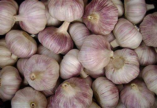 Garlic Bulbs Whole, Early Purple Italian Garlic Bulbs, 2 Bulbs, This Garlic is ready for Eating or Planting, Cool Beans N Sprouts