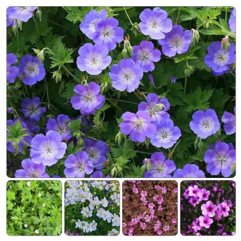 semi di geranio esotiche balcone interna resistente giardino 300pcs