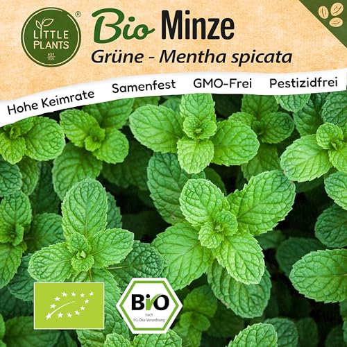 Little Plants BIO Minze Samen 1000 Grüne Minze Kräutersamen für Kräutergarten Hochbeet Samenfest Kräuter Samen für Küche, Balkon und Garten Küchenkräuter