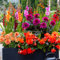 25 fiori estivi cipolle Rainbow Pot Mix (25 bulbi) gladioli, dalie, begonie, crocosmia | miscela esclusiva di olandese | piante perenni per giardino, vasi (grandi tuberi)