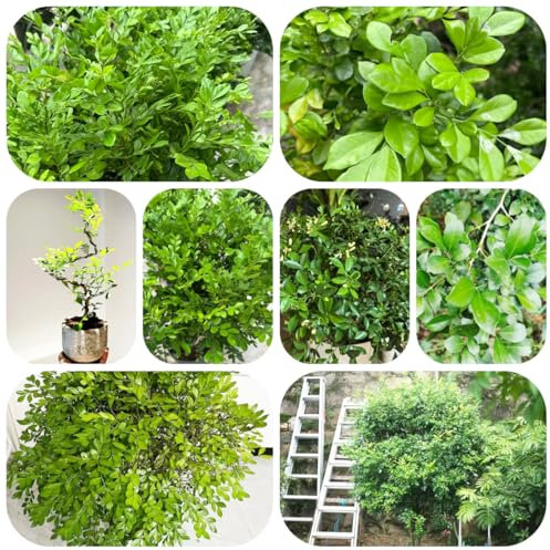 planta de hoja de curry - semillas decoración balcones semillas hierbas exóticas bonsái plantas resistentes al aire libre plantas en macetas árboles en maceta balcón resistentes hojas 100pcs