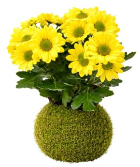 DECOALIVE Kokedama Artesanal Margarita Crisantemo – Planta Viva de Interior