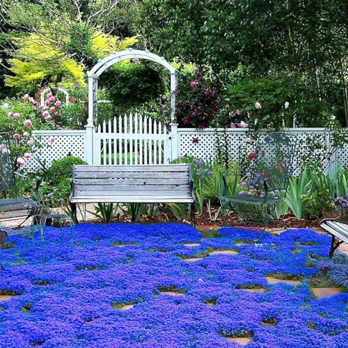 20.000 semi Timo blu strisciante, varietà perenne senza OGM, si diffonde lentamente come un tappeto blu naturale a causa della sua natura strisciante.