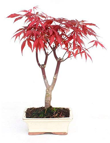Bonsái Arce Japonés Palmeado de 7 Años Acer Palmatum Deshojo Planta Exterior Terraza y Jardín