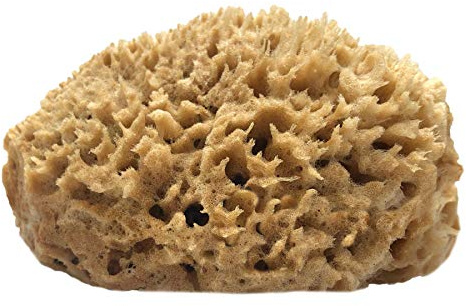 Givereldi Esponja de mar medio natural con lado plano para pintar, artistas, decorar, texturizar, esponjar, marmolear, acabados falsos - fuerte y duradero - 100% orgánico