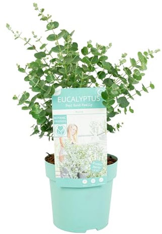 Bloomique – Eucalyptus Gunnii Azura – Eucalyptus – Plantes de jardin – Rustique – 30-50 cm de haut – Pot 15 cm