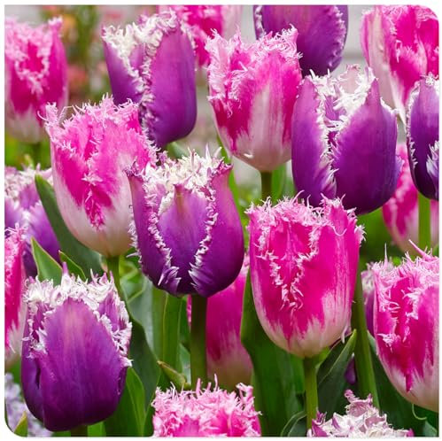 Tulpen zwiebeln Winterhart Mehrjährig Eine Starke Pflanze Mit Gutem Gemischt Wachstum