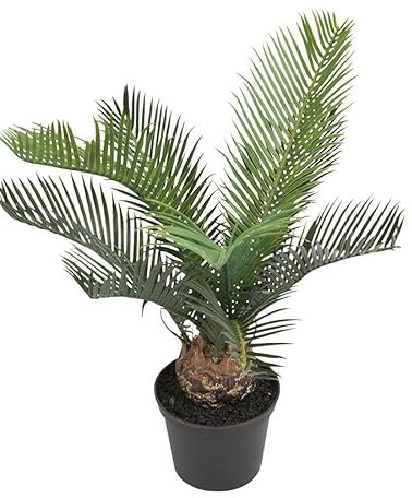 Palma Natural Cyca Árbol de Exteriores Perfecto para Jardines o Terrazas