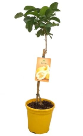 Planta natural de Guayaba limón: fruta pequeña, cítrica y refrescante con sabor ácido y aroma intenso. Altura 100 Cm. Segura Garden