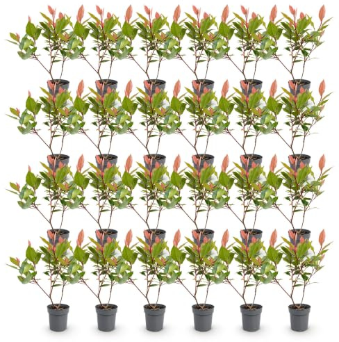 Plantas de Seto Perenne Photinia, Jardín, Rojo, Pack de 24, 25-35cm