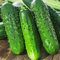 Semillas de pepino aloe F1-20 + regalo + etiqueta de planta (Cucumis sativus)